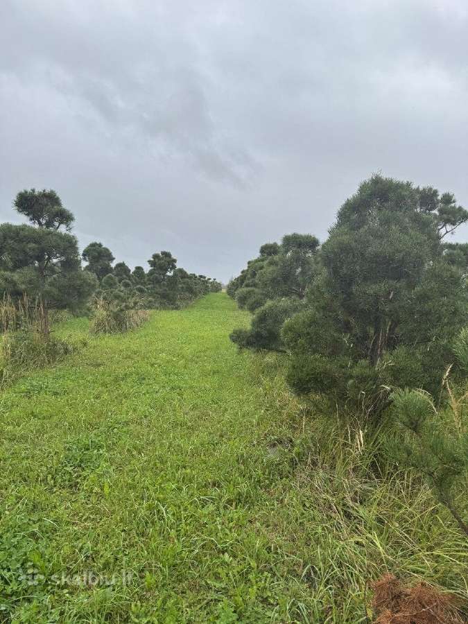 Formuota paprastoji pušis Pinus sylvestris – 2–4 m - nuotraukos Nr. 4