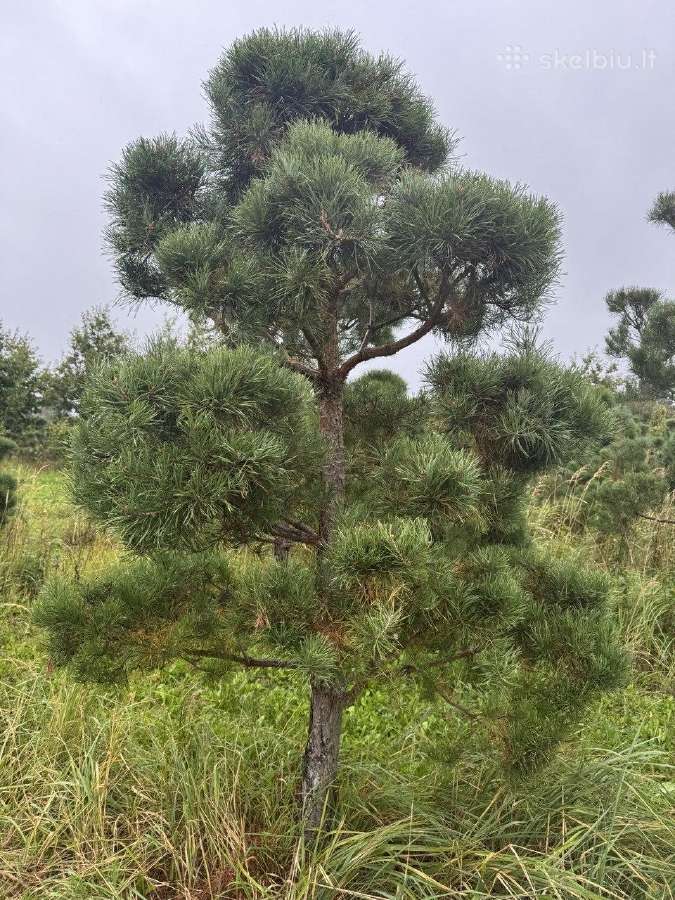 Formuota paprastoji pušis Pinus sylvestris – 2–4 m - nuotraukos Nr. 5