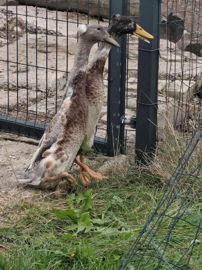Bėgikai, gaidžiai - nuotraukos Nr. 2