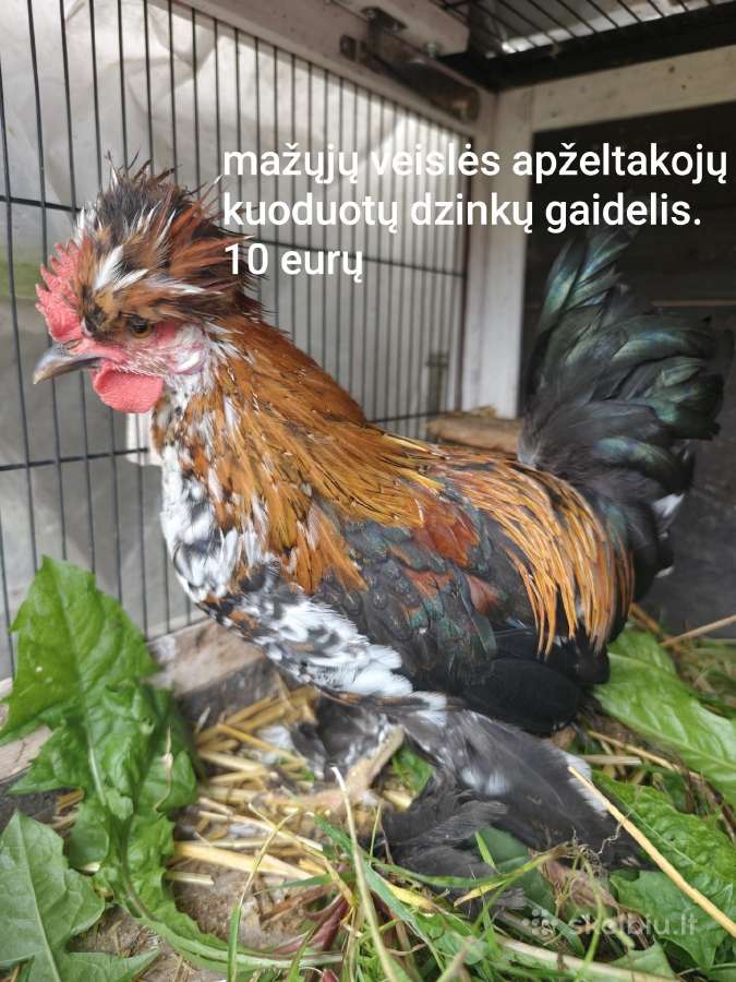 Bėgikai, gaidžiai - nuotraukos Nr. 5