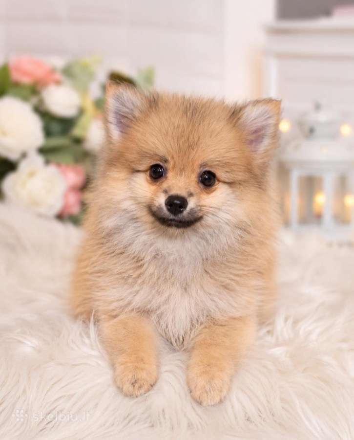 Vokiėčiu nykštukinis špicas pomeranas - nuotraukos Nr. 4