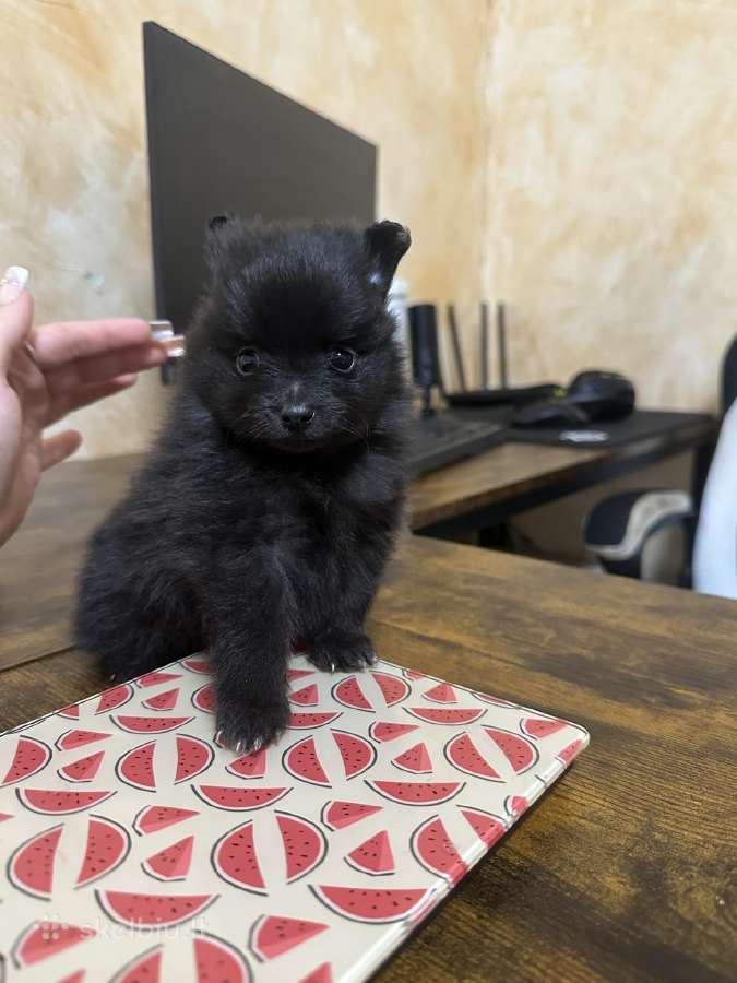 Pomeranijos Špiciukai - nuotraukos Nr. 2
