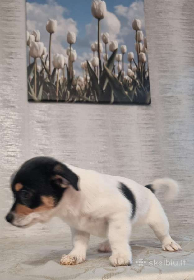 Jack russel mix/2mėn. - nuotraukos Nr. 3
