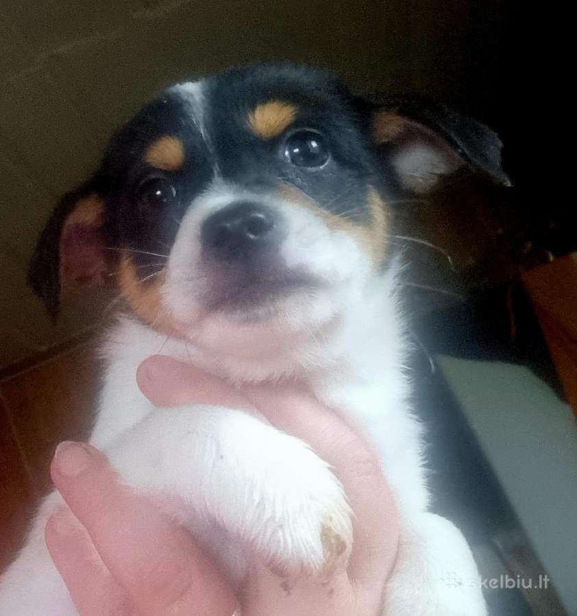 Jack russel mix/2mėn. - nuotraukos Nr. 5