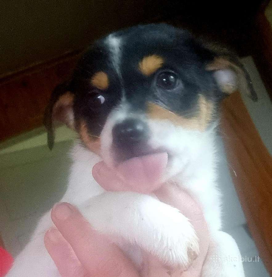 Jack russel mix/2mėn. - nuotraukos Nr. 6