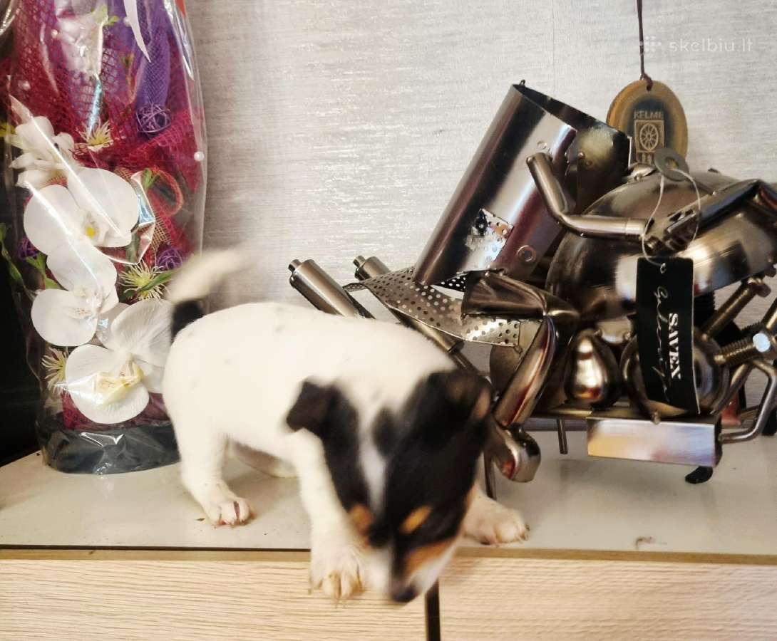 Jack russel mix/2mėn. - nuotraukos Nr. 8