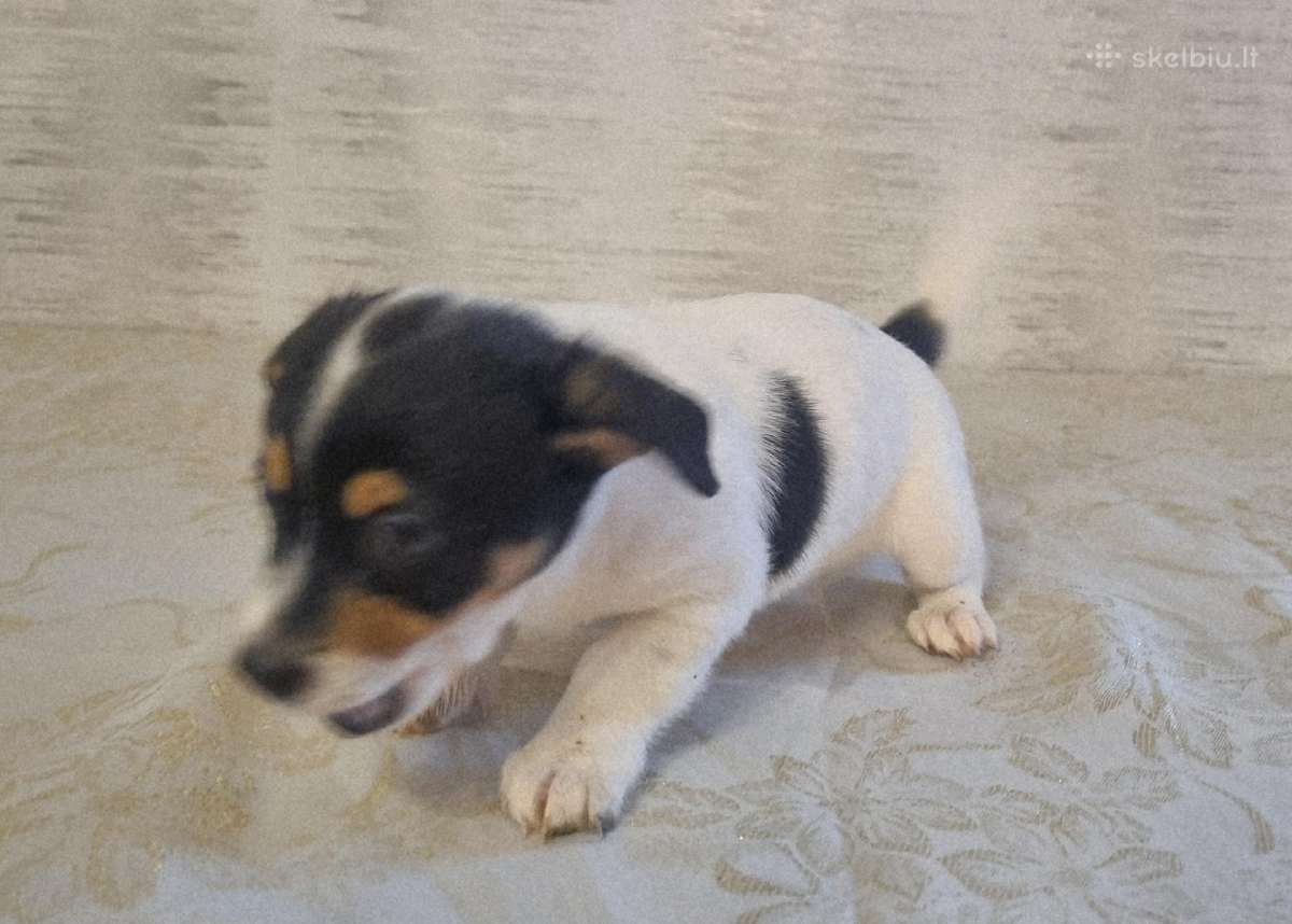 Jack russel mix/2mėn. - nuotraukos Nr. 9