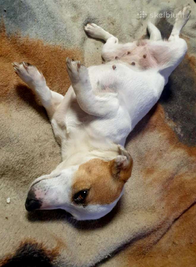 Jack russel mix/2mėn. - nuotraukos Nr. 10
