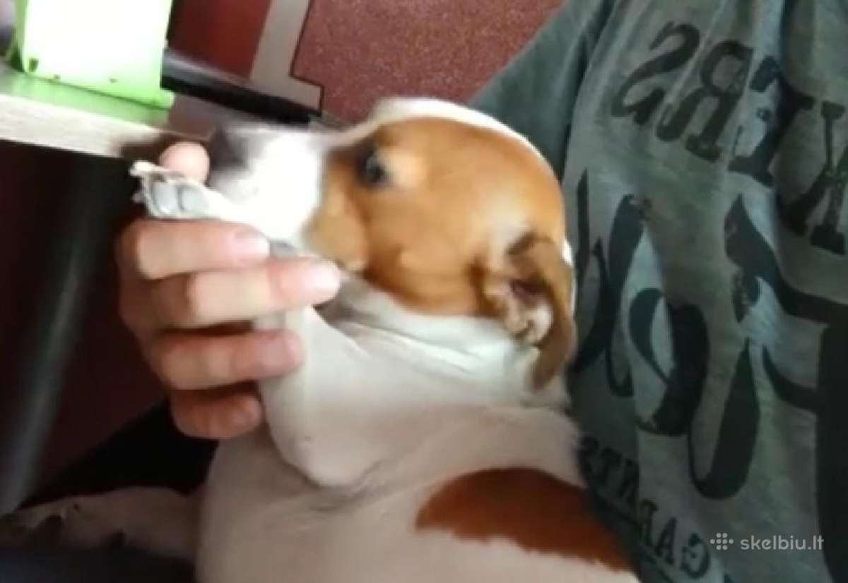 Jack russel mix/2mėn. - nuotraukos Nr. 11