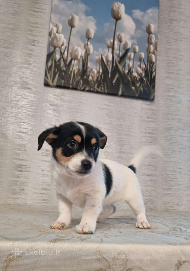 Jack russel mx/2 mėn. - nuotraukos Nr. 3