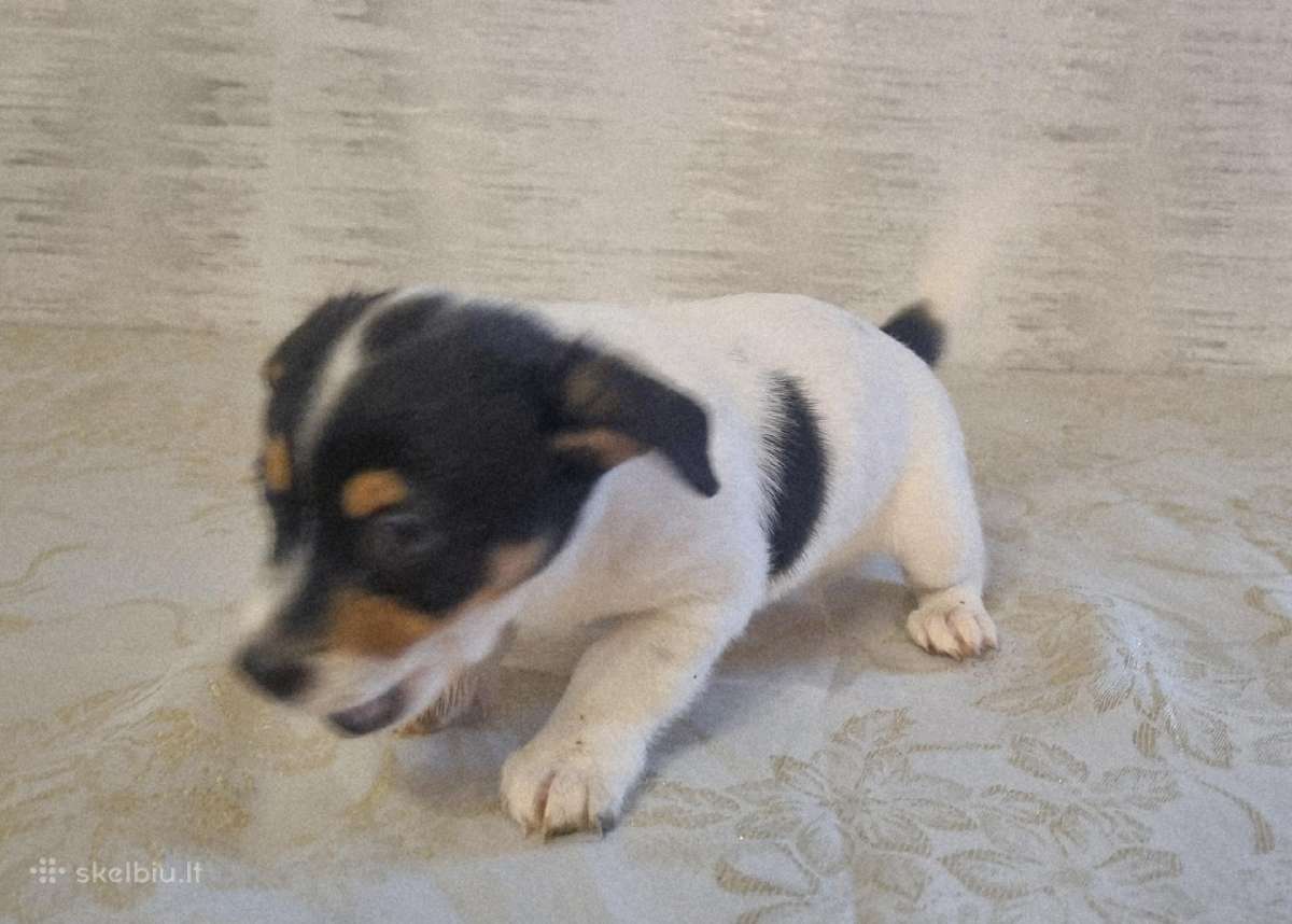 Jack russel mx/2 mėn. - nuotraukos Nr. 4