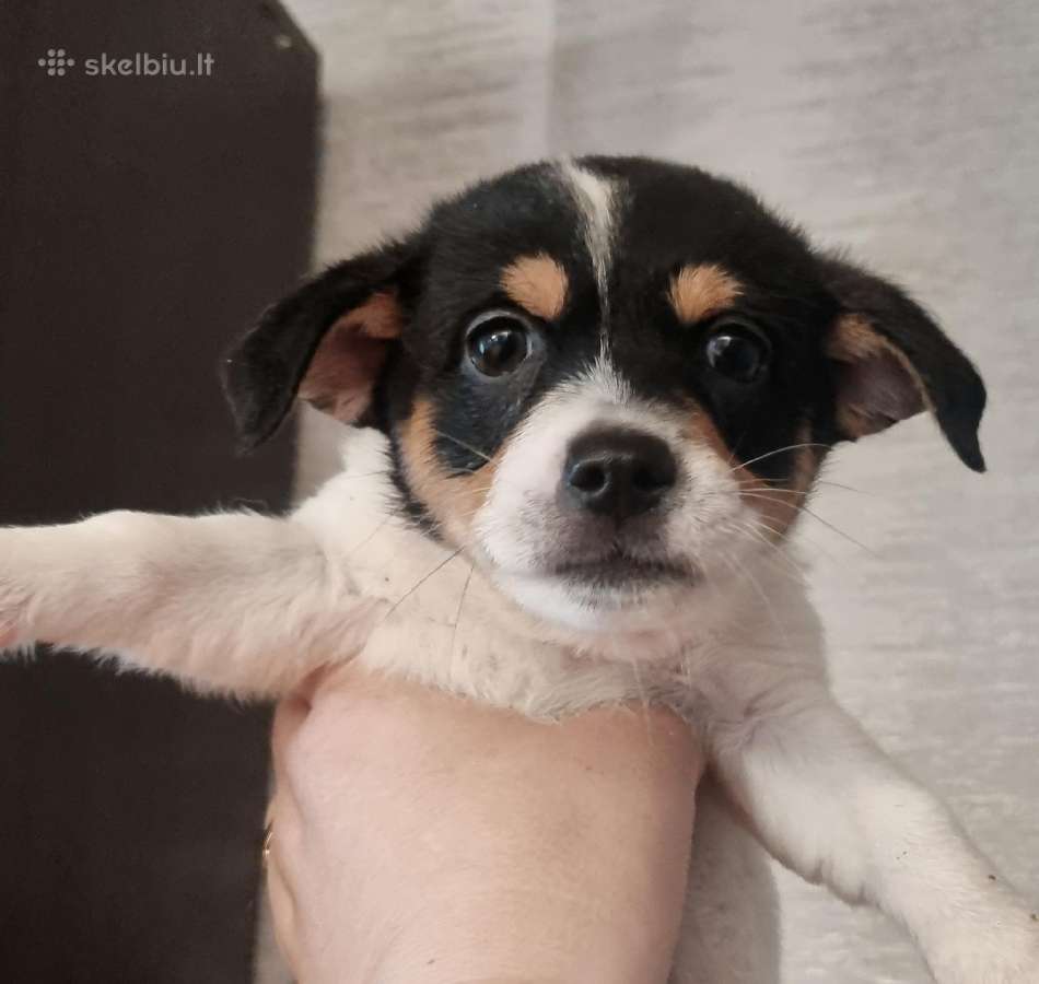 Jack russel mx/2 mėn. - nuotraukos Nr. 5