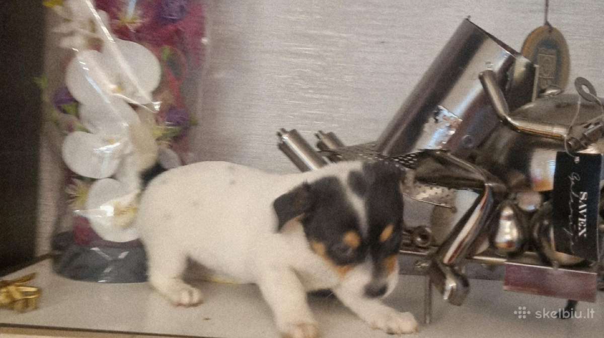 Jack russel mx/2 mėn. - nuotraukos Nr. 6