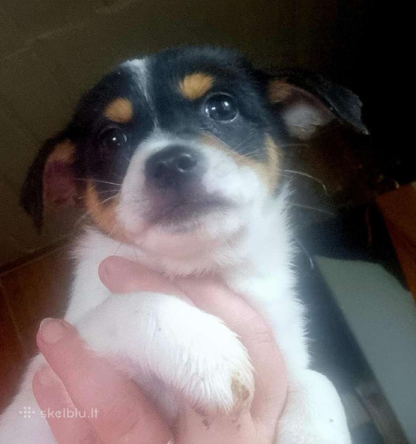 Jack russel mx/2 mėn. - nuotraukos Nr. 7