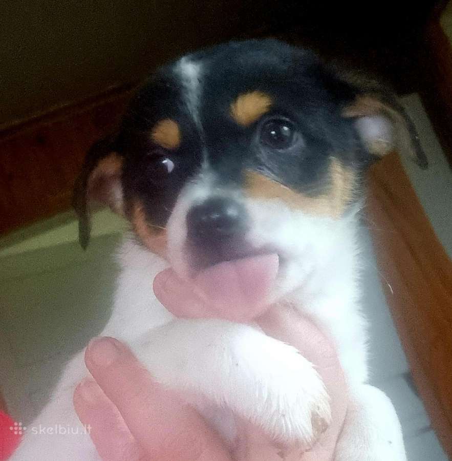 Jack russel mx/2 mėn. - nuotraukos Nr. 8