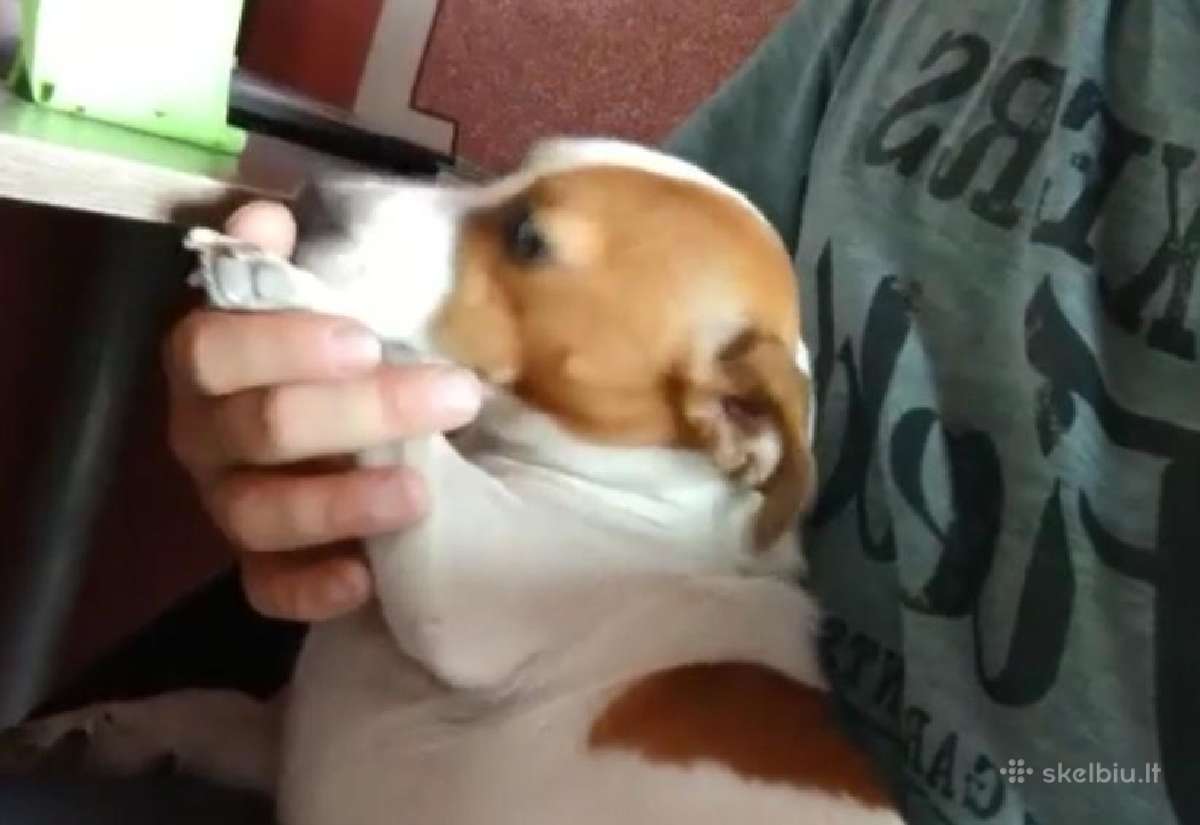 Jack russel mx/2 mėn. - nuotraukos Nr. 10