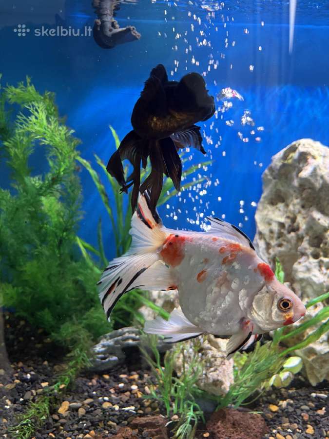 Akvariumas su visa įranga - nuotraukos Nr. 2