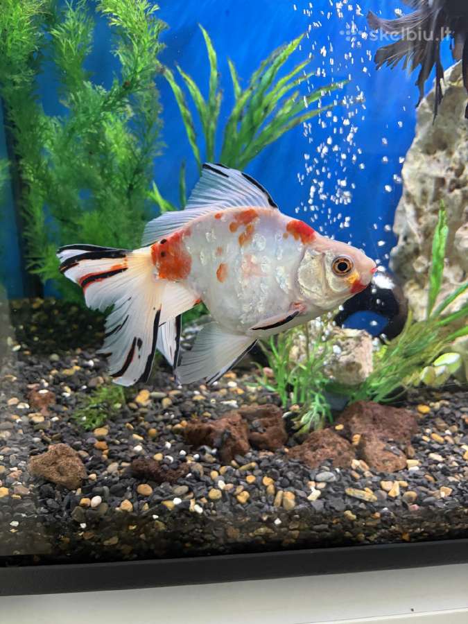 Akvariumas su visa įranga - nuotraukos Nr. 3