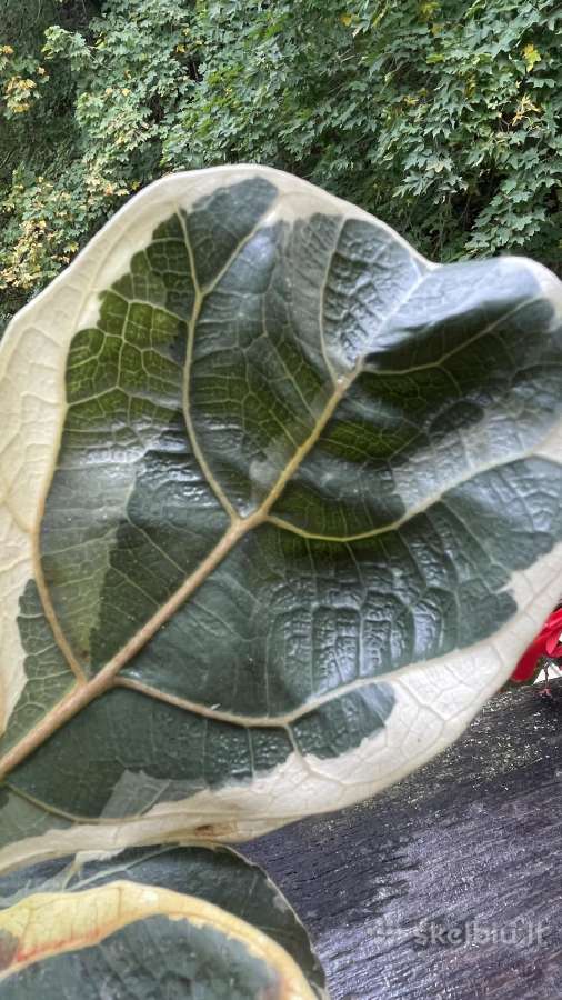 Ficus lyrata variegata - nuotraukos Nr. 2