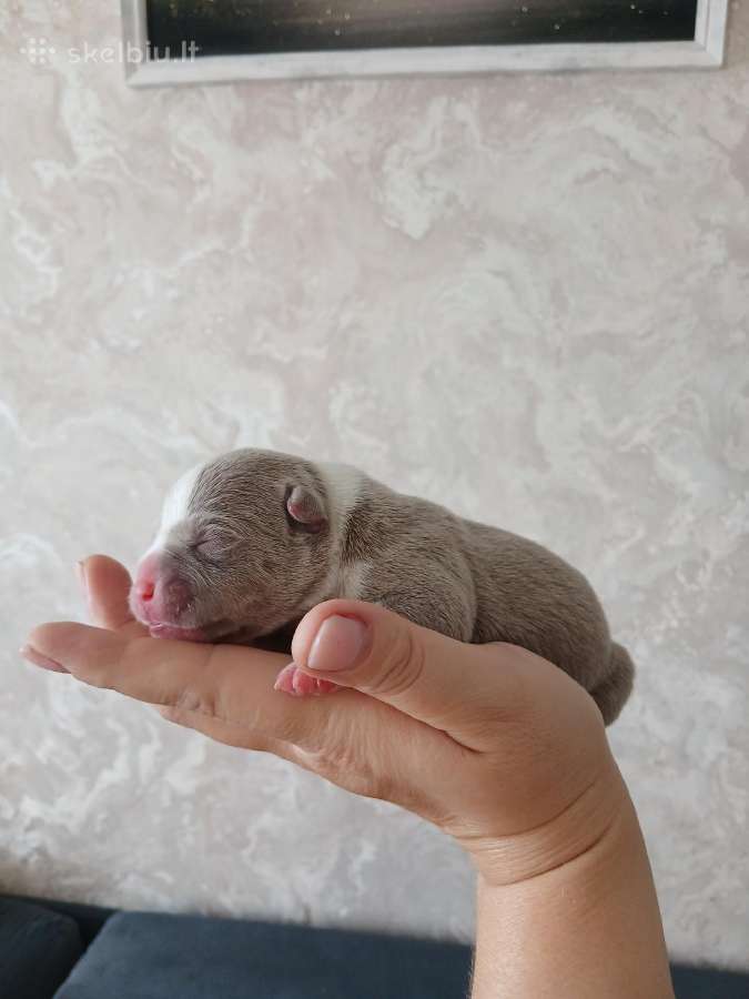 American bully pocket - nuotraukos Nr. 2