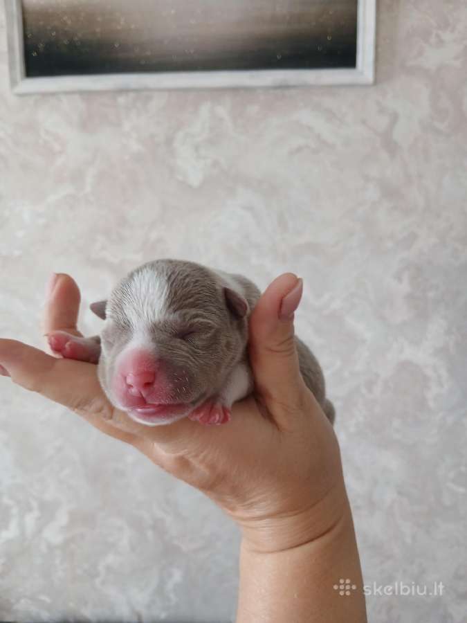 American bully pocket - nuotraukos Nr. 3