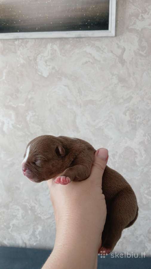 American bully pocket - nuotraukos Nr. 4