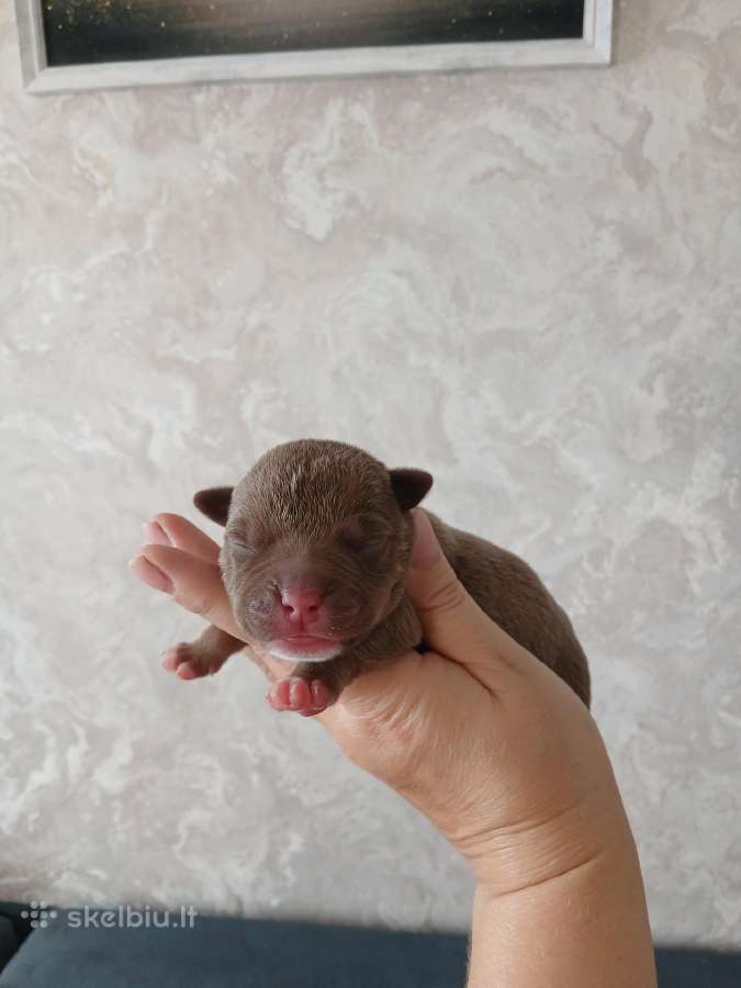 American bully pocket - nuotraukos Nr. 5