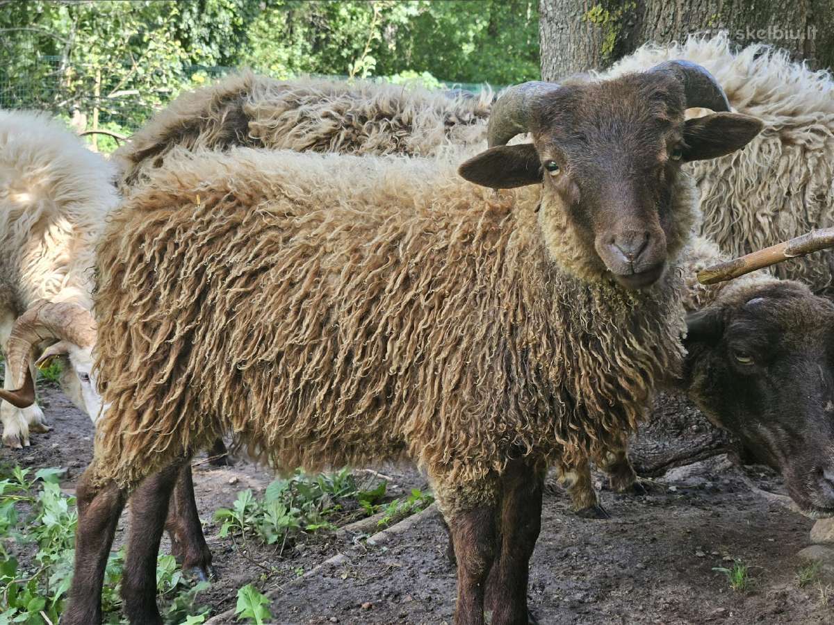 Parduodamos avys - nuotraukos Nr. 3