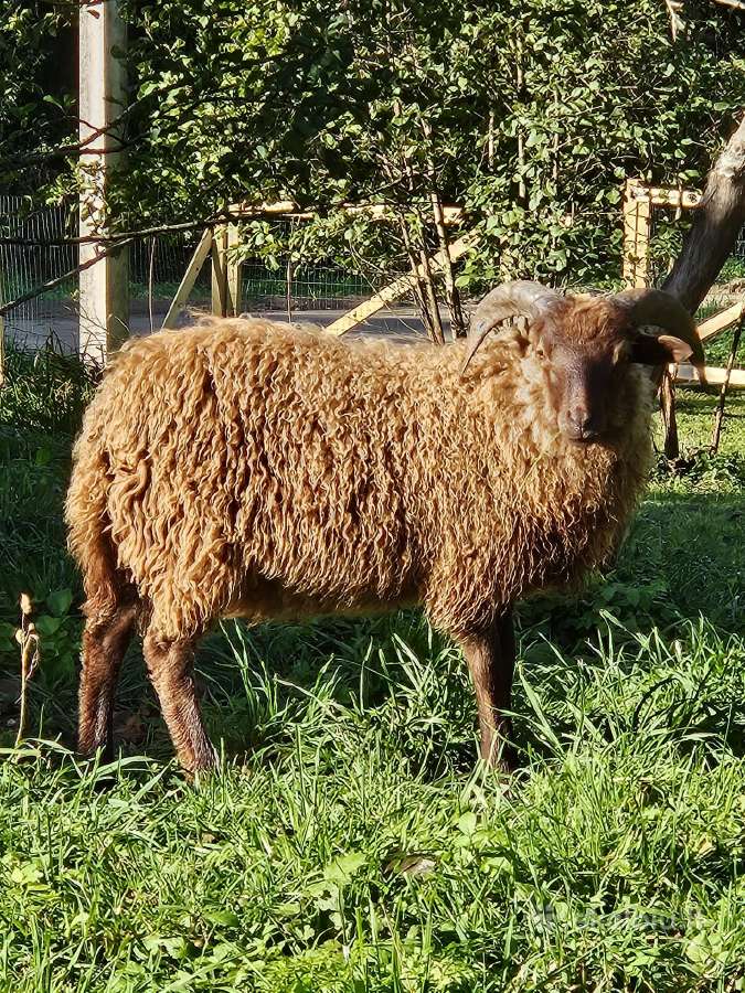 Parduodamos avys - nuotraukos Nr. 4