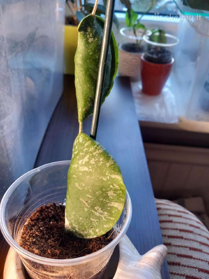 Hoya imbricata - nuotraukos Nr. 2