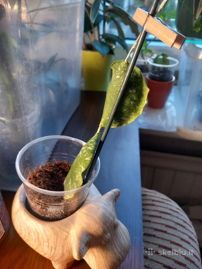 Hoya imbricata - nuotraukos Nr. 3