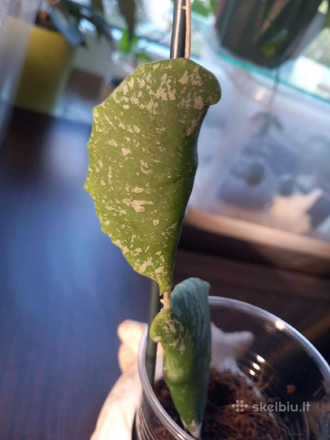 Hoya imbricata - nuotraukos Nr. 4