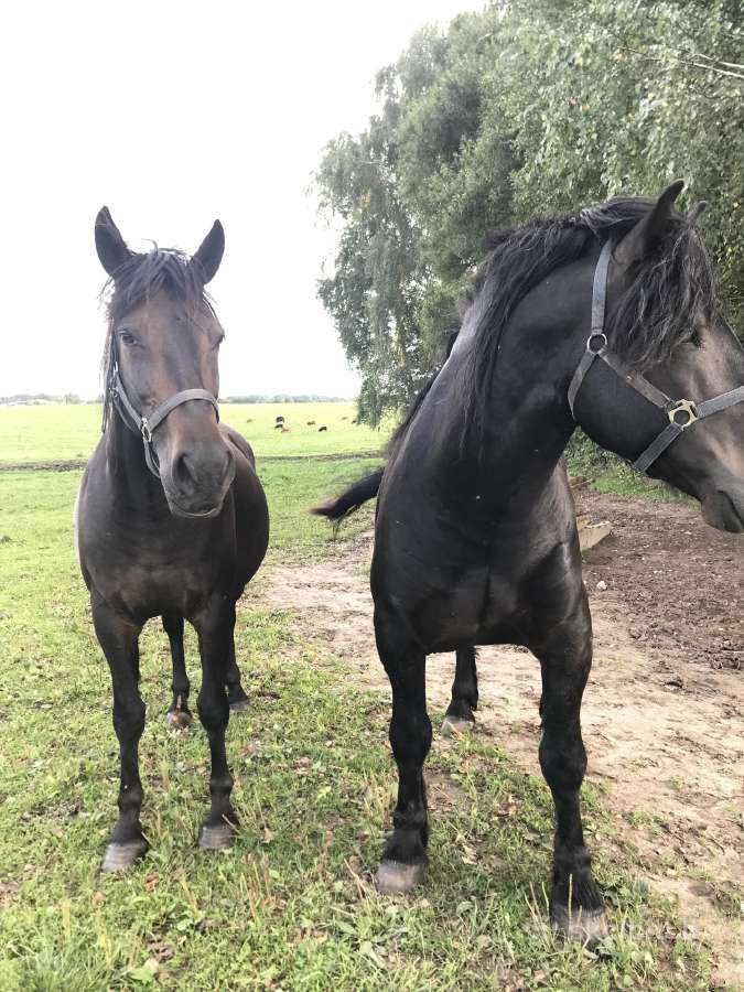 Kumeliukas juodas 450€ - nuotraukos Nr. 3