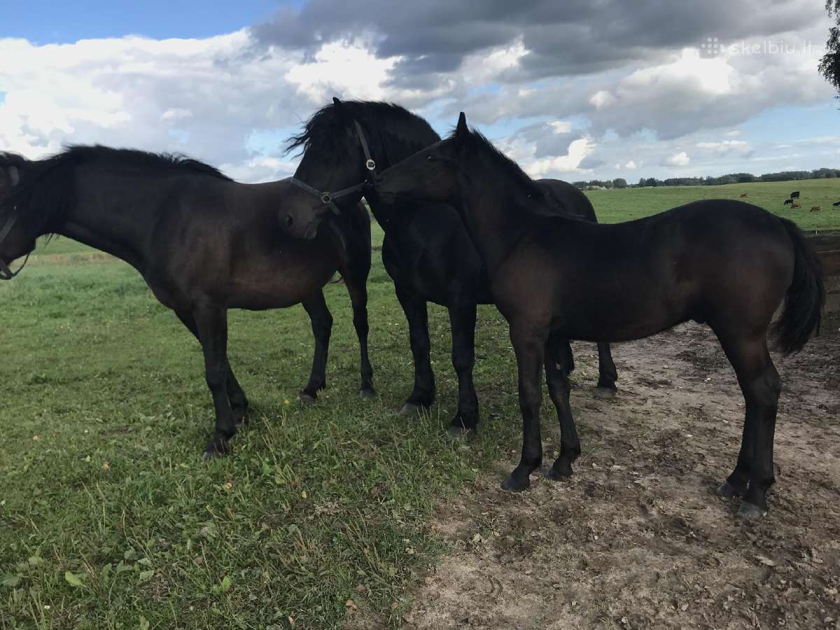 Kumeliukas juodas 450€ - nuotraukos Nr. 5