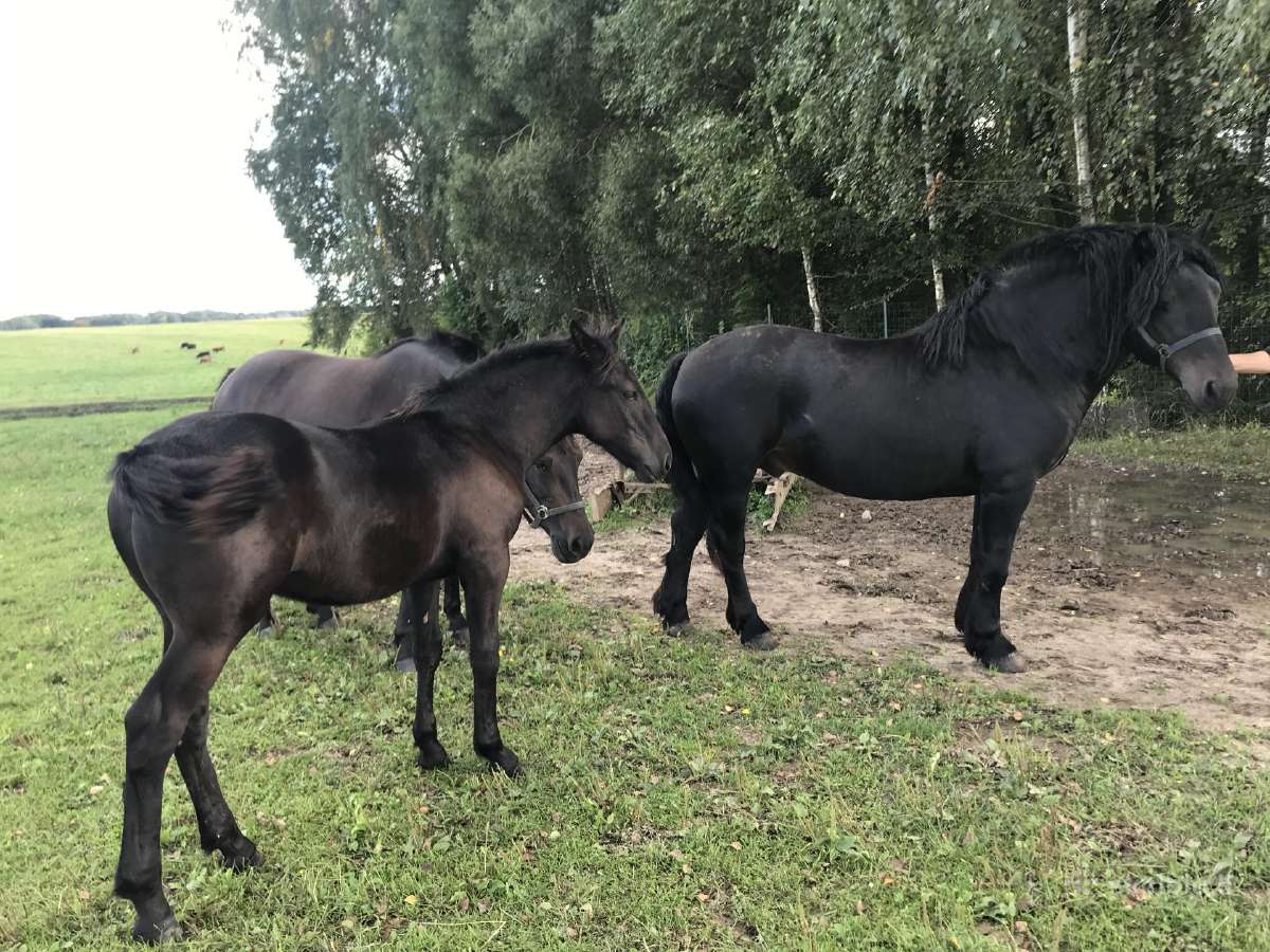 Kumeliukas juodas 450€ - nuotraukos Nr. 6