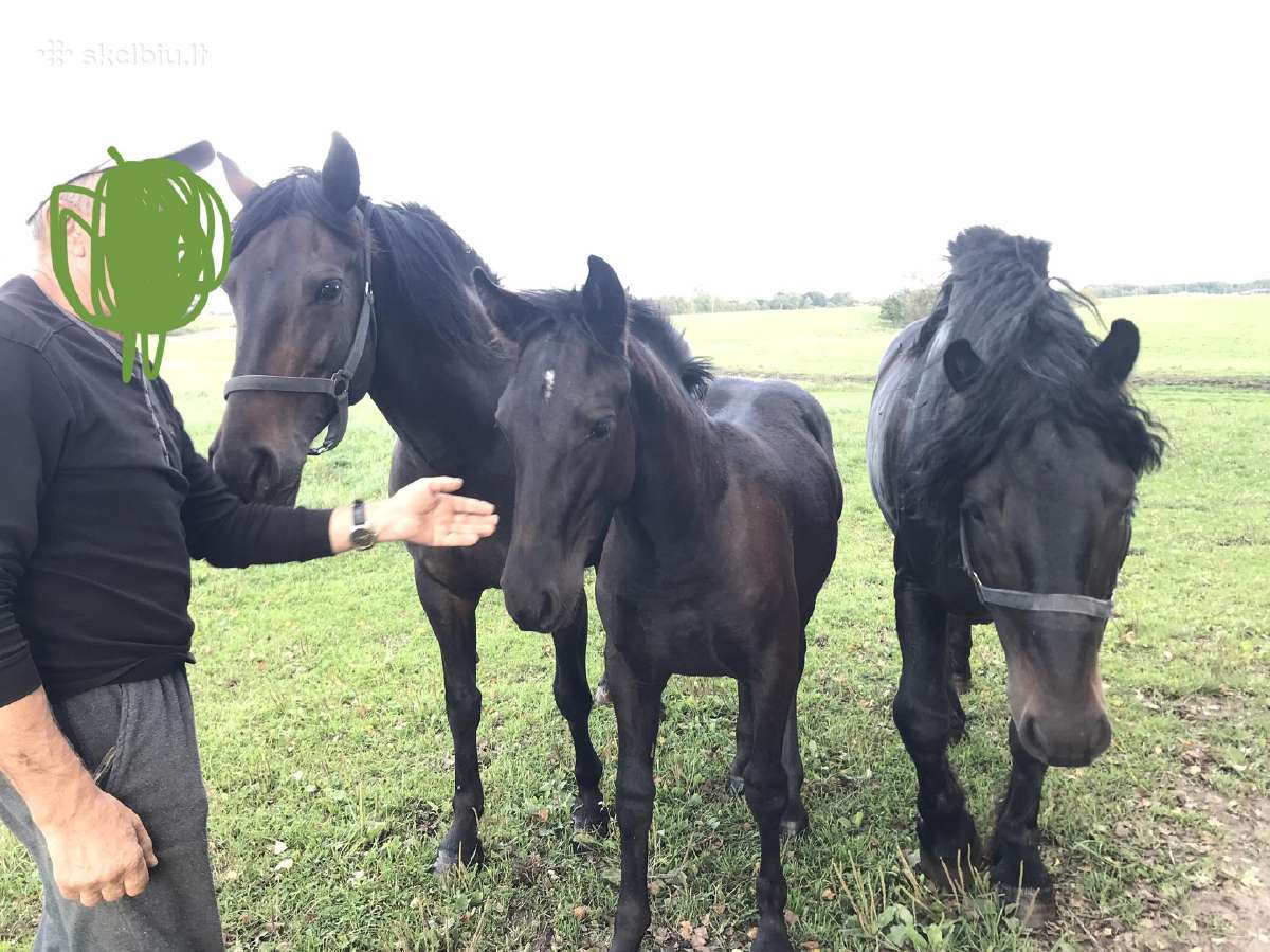 Kumeliukas juodas 450€ - nuotraukos Nr. 7