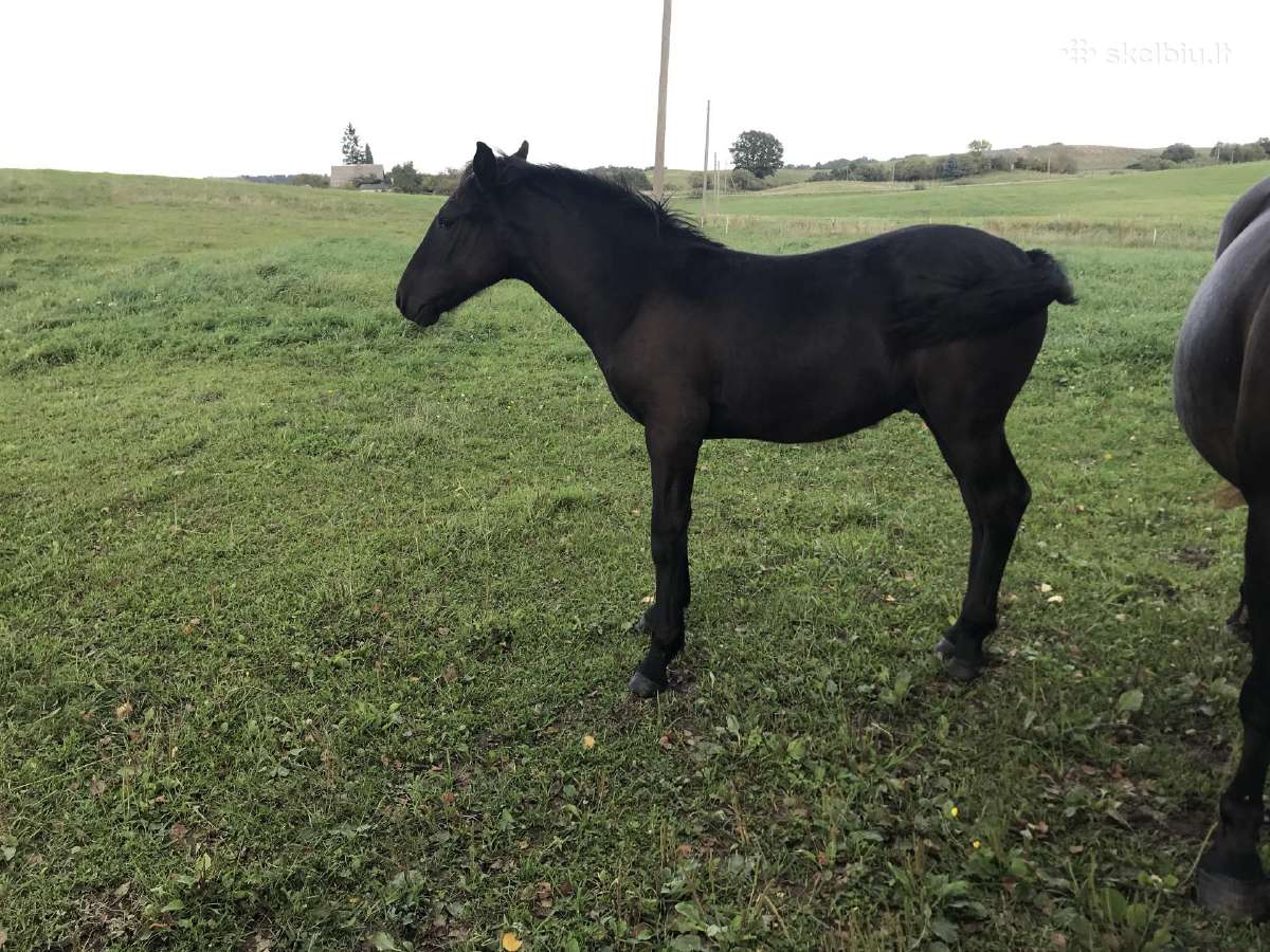 Kumeliukas juodas 450€ - nuotraukos Nr. 8