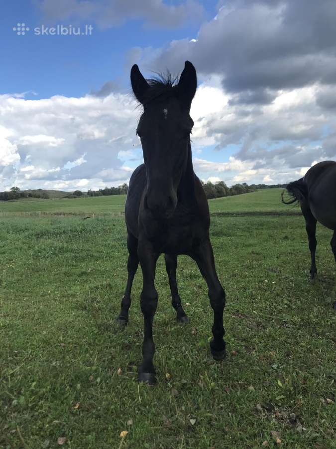 Kumeliukas juodas 450€ - nuotraukos Nr. 9