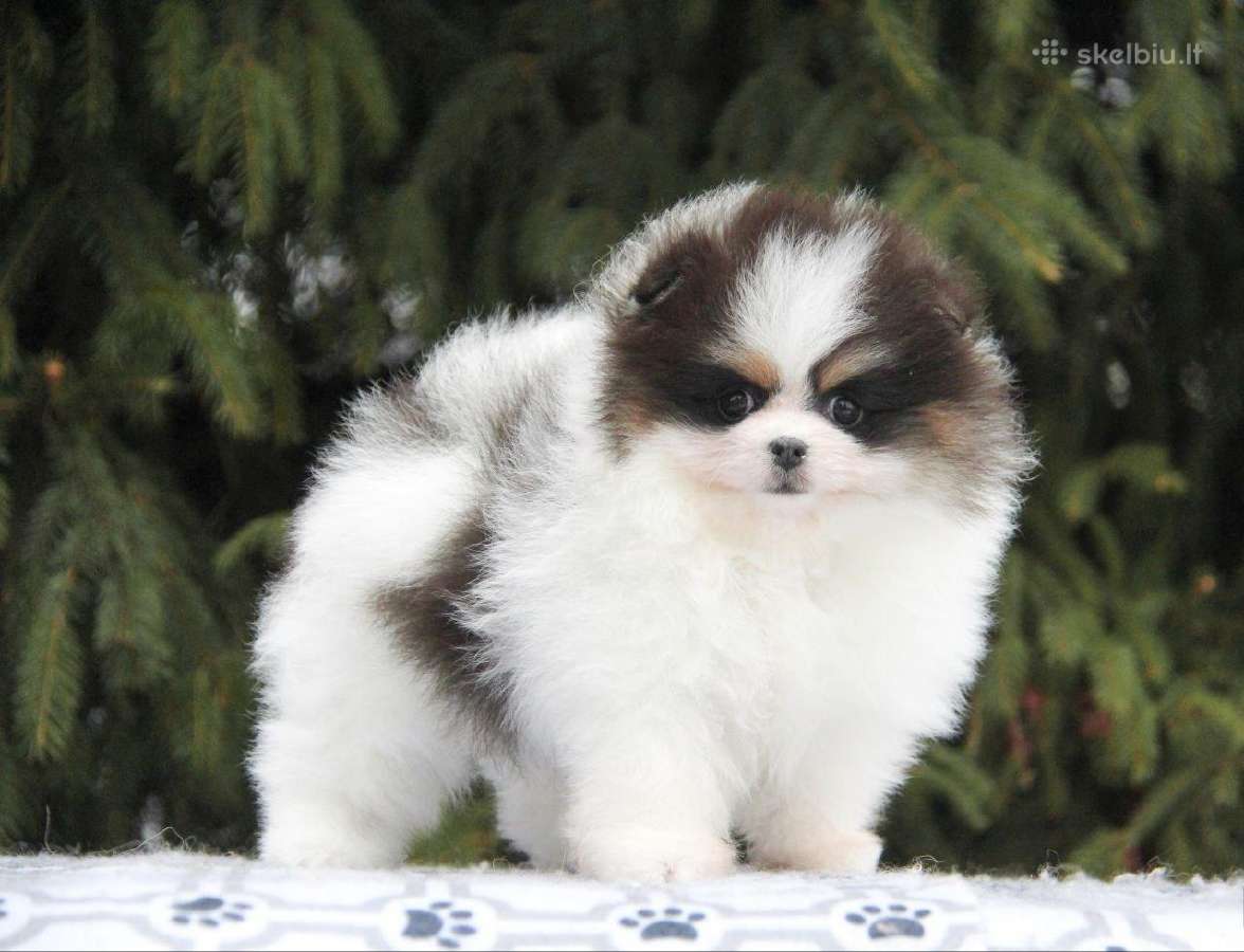 Trispalviai Mergytės Ir Berniukai Pomeraniukai - nuotraukos Nr. 2