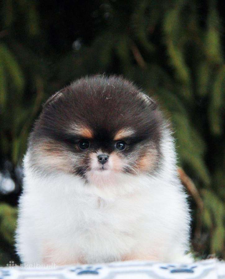 Trispalviai Mergytės Ir Berniukai Pomeraniukai - nuotraukos Nr. 3