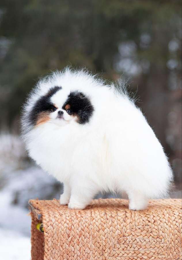 Trispalviai Mergytės Ir Berniukai Pomeraniukai - nuotraukos Nr. 6
