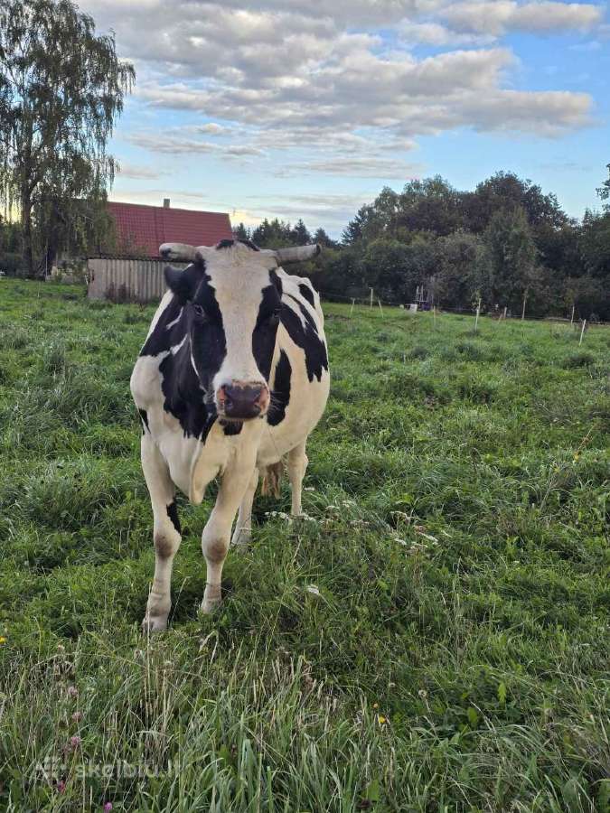 Parduodu karve. Karviu banda - nuotraukos Nr. 2