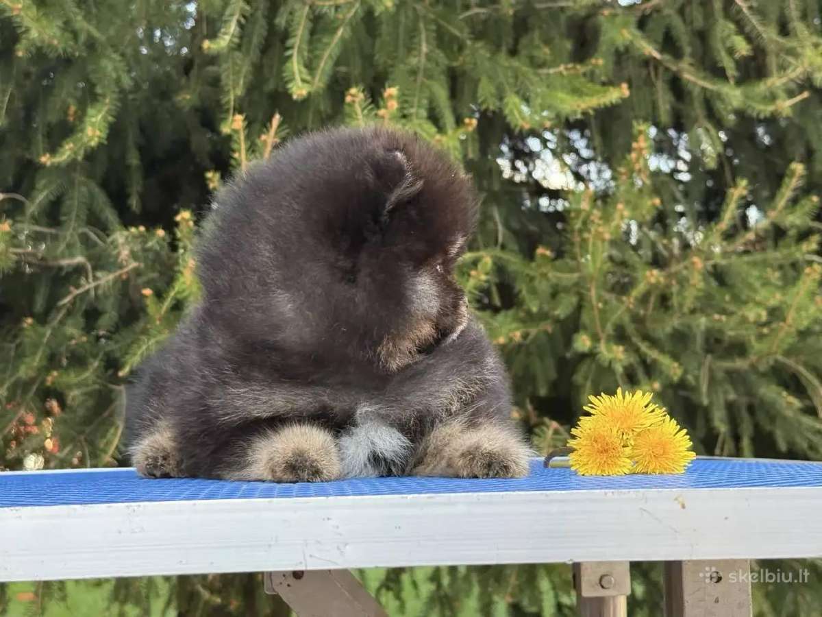 Trispalviai Mergytės Ir Berniukai Pomeraniukai - nuotraukos Nr. 5
