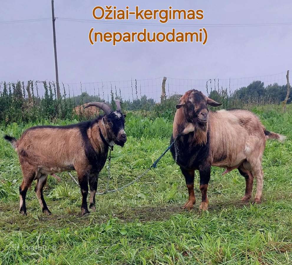 Ožkos parduodamos - ožys kergimui - nuotraukos Nr. 7