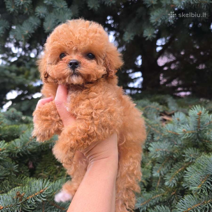 Maltipoo kalytė - nuotraukos Nr. 2