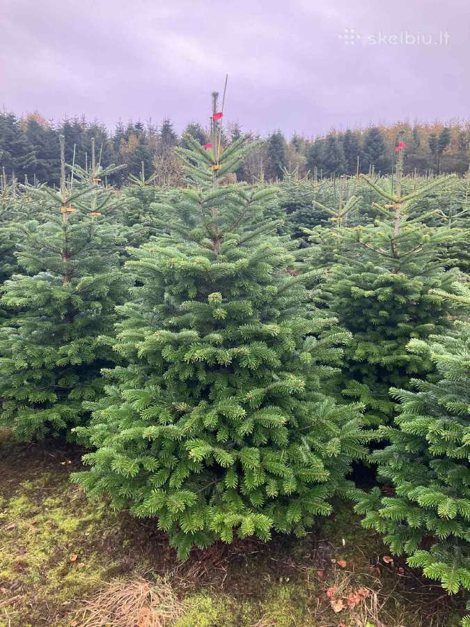Kalėdinės eglutės Kėniai Kėnis kaukazinis Didmena - nuotraukos Nr. 2