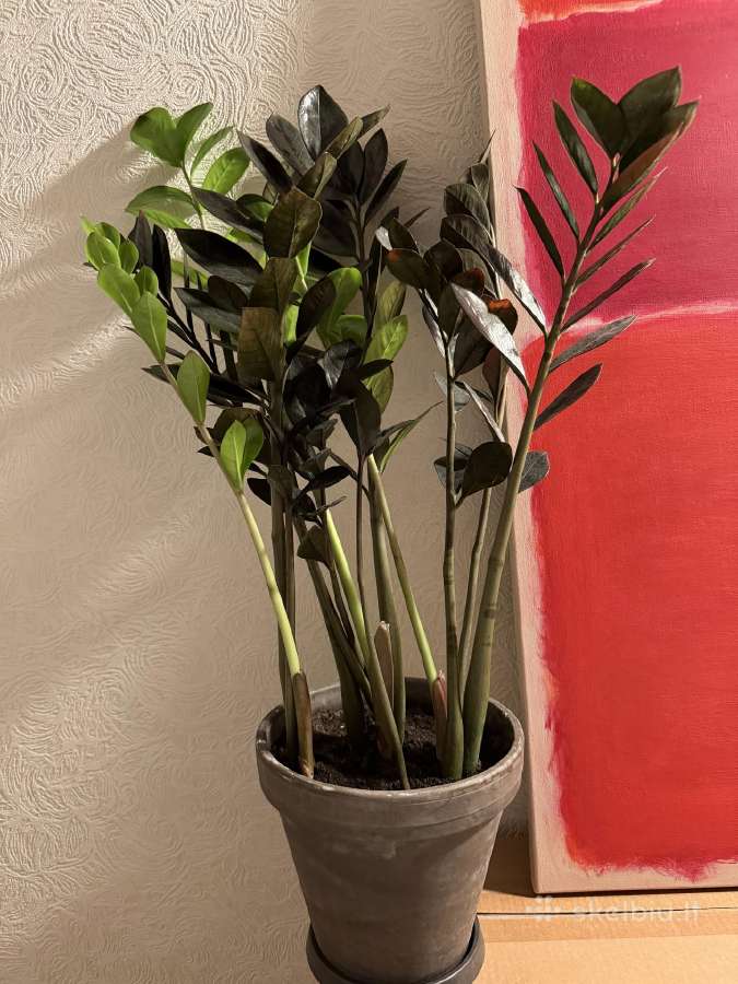 Retas Juodasis Zamiokulkas, Pinigų medis - nuotraukos Nr. 2
