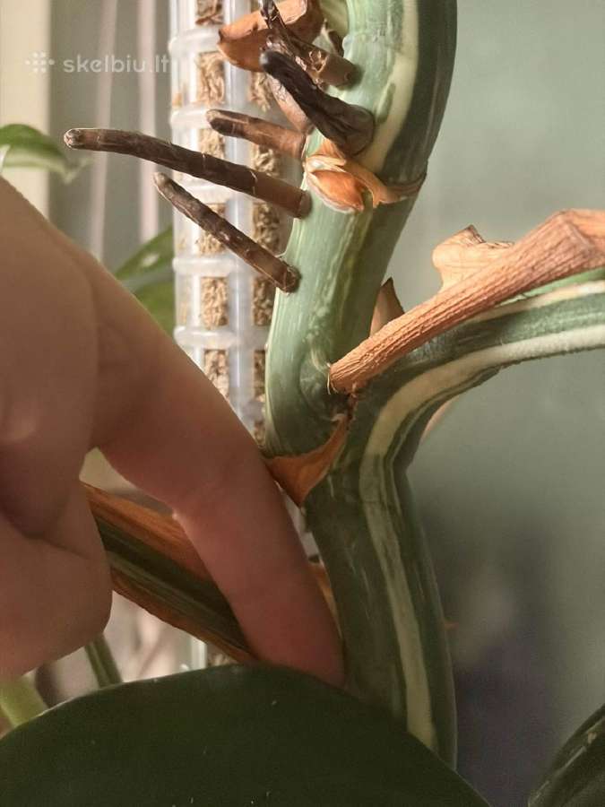 Monstera borsigiana albo variegata - nuotraukos Nr. 2
