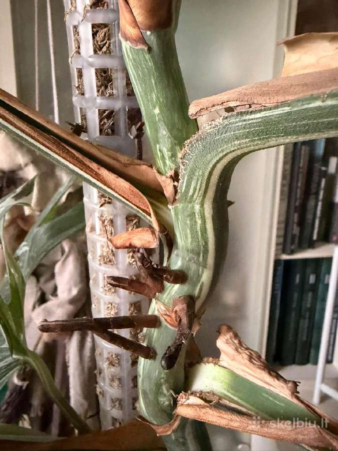 Monstera borsigiana albo variegata - nuotraukos Nr. 3