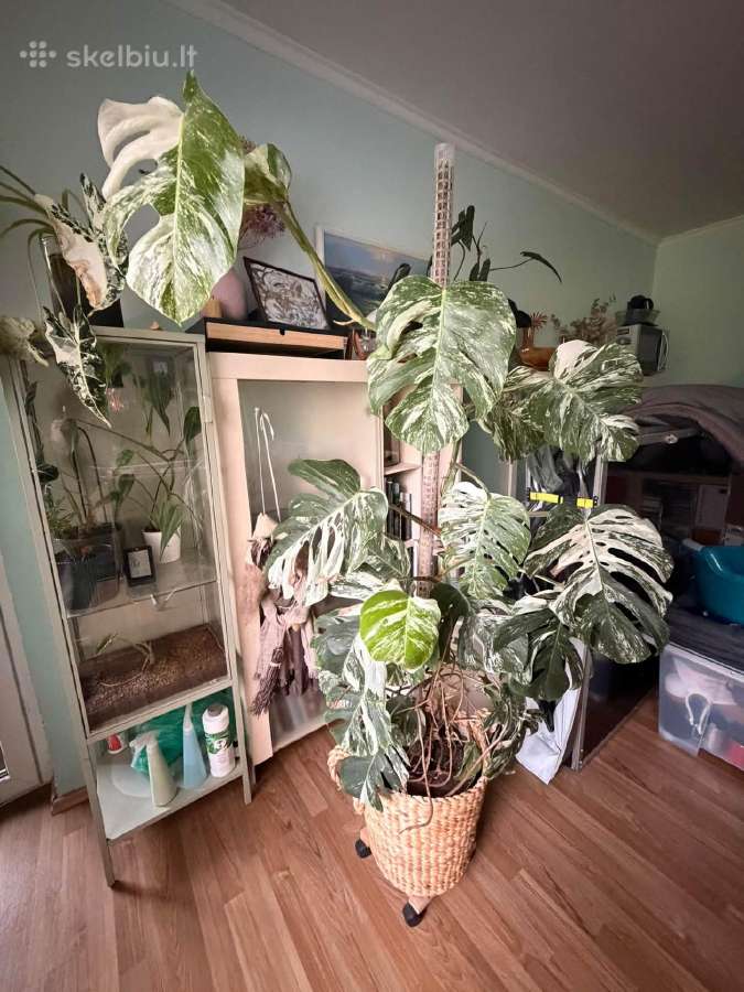 Monstera borsigiana albo variegata - nuotraukos Nr. 4